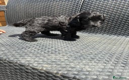 Cockapoo dogs for sale: Cockapoo 1 male 3 girls - Image 5