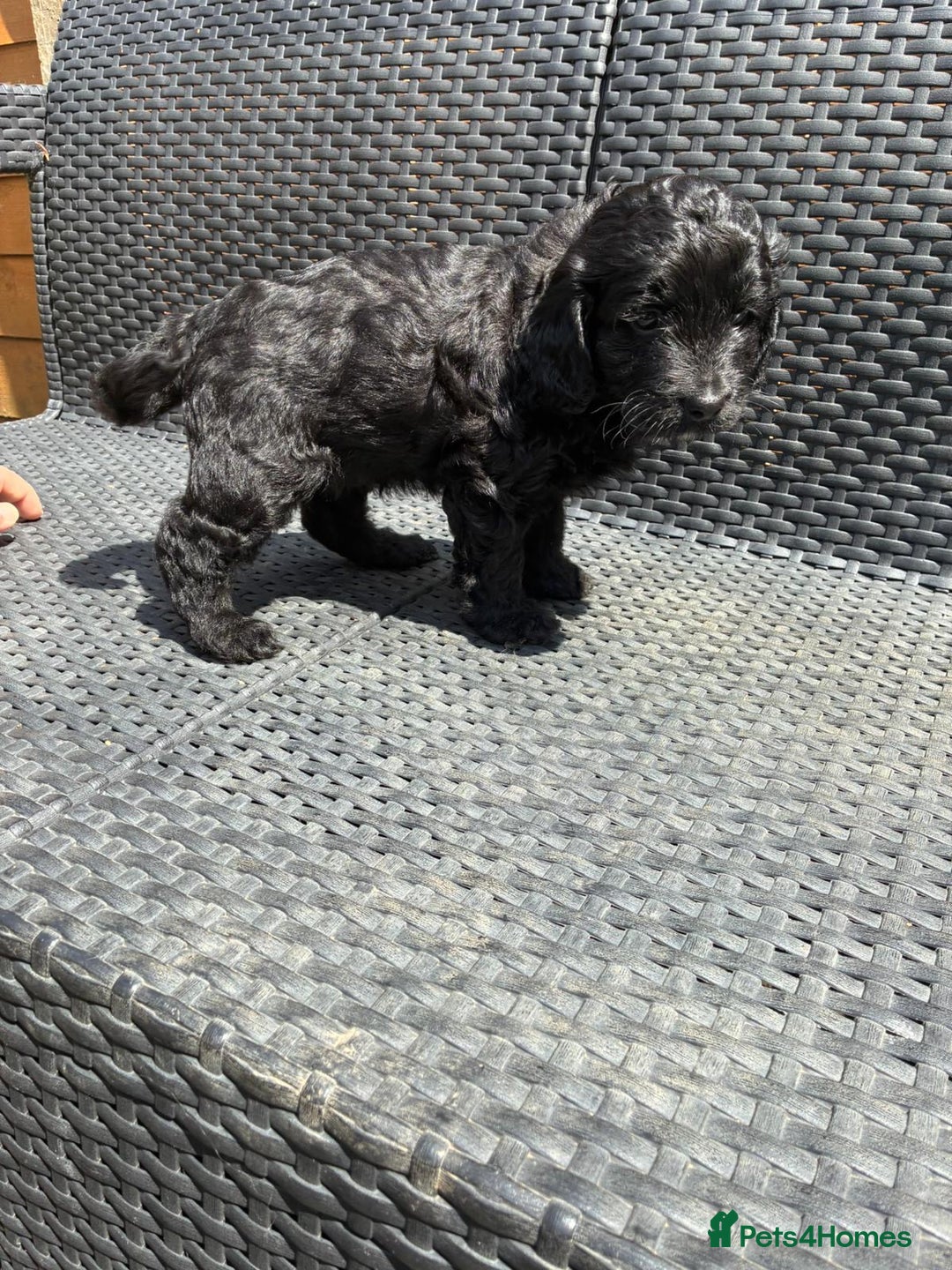 Cockapoo dogs for sale: Cockapoo 1 male 3 girls - Image 5