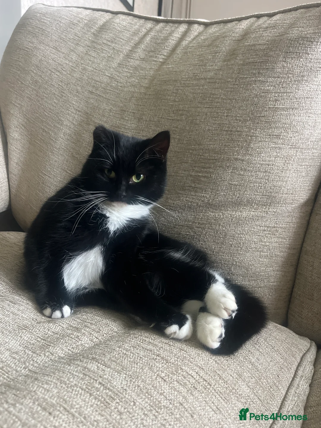 British Shorthair cats for sale: Black and White Female Cat  - Advert 3