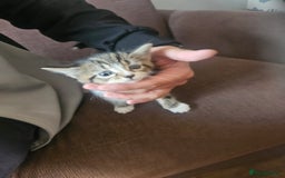 Mixed Breed cats for sale: 3kitten - Image 5
