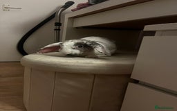 French Lop rabbits for sale: Gizmo and Della  - Image 4