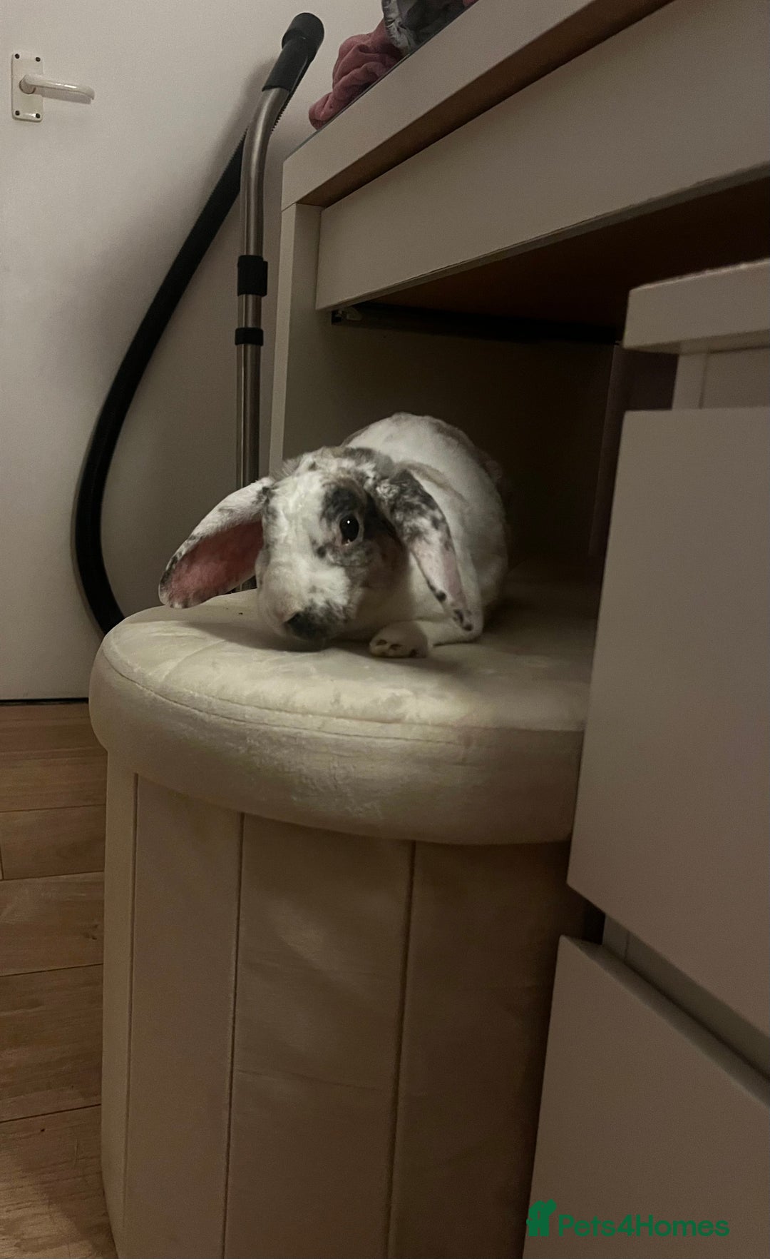 French Lop rabbits for sale: Gizmo and Della  - Image 4