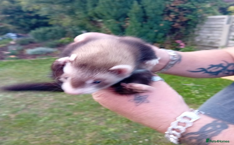 Ferret rodents - Advert 2