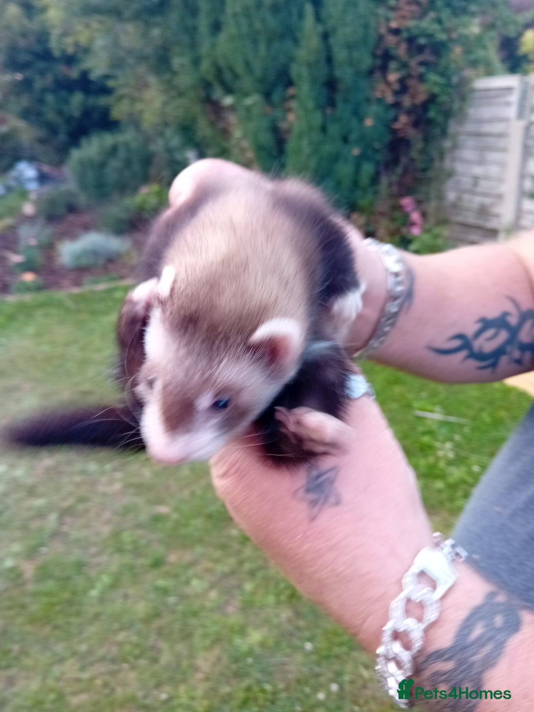 Ferret rodents for sale: Two boy ferrets  - Image 1