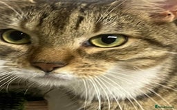 Bengal cats for sale: Bengal boy  - Image 4