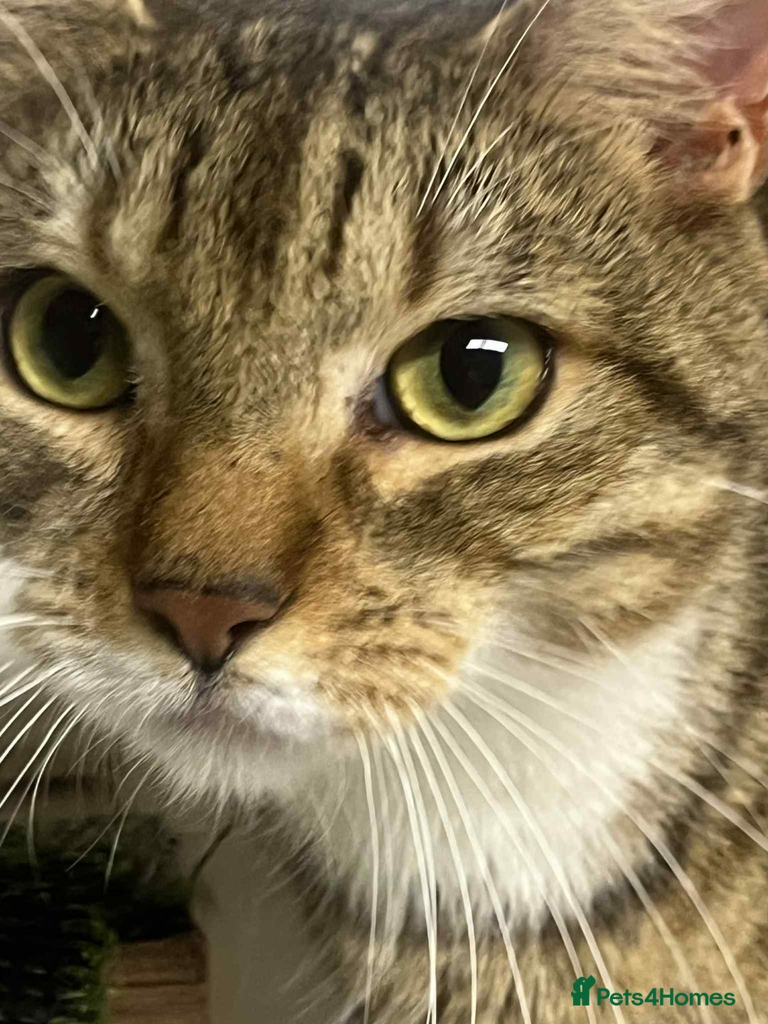 Bengal cats for sale: Bengal boy  - Image 4