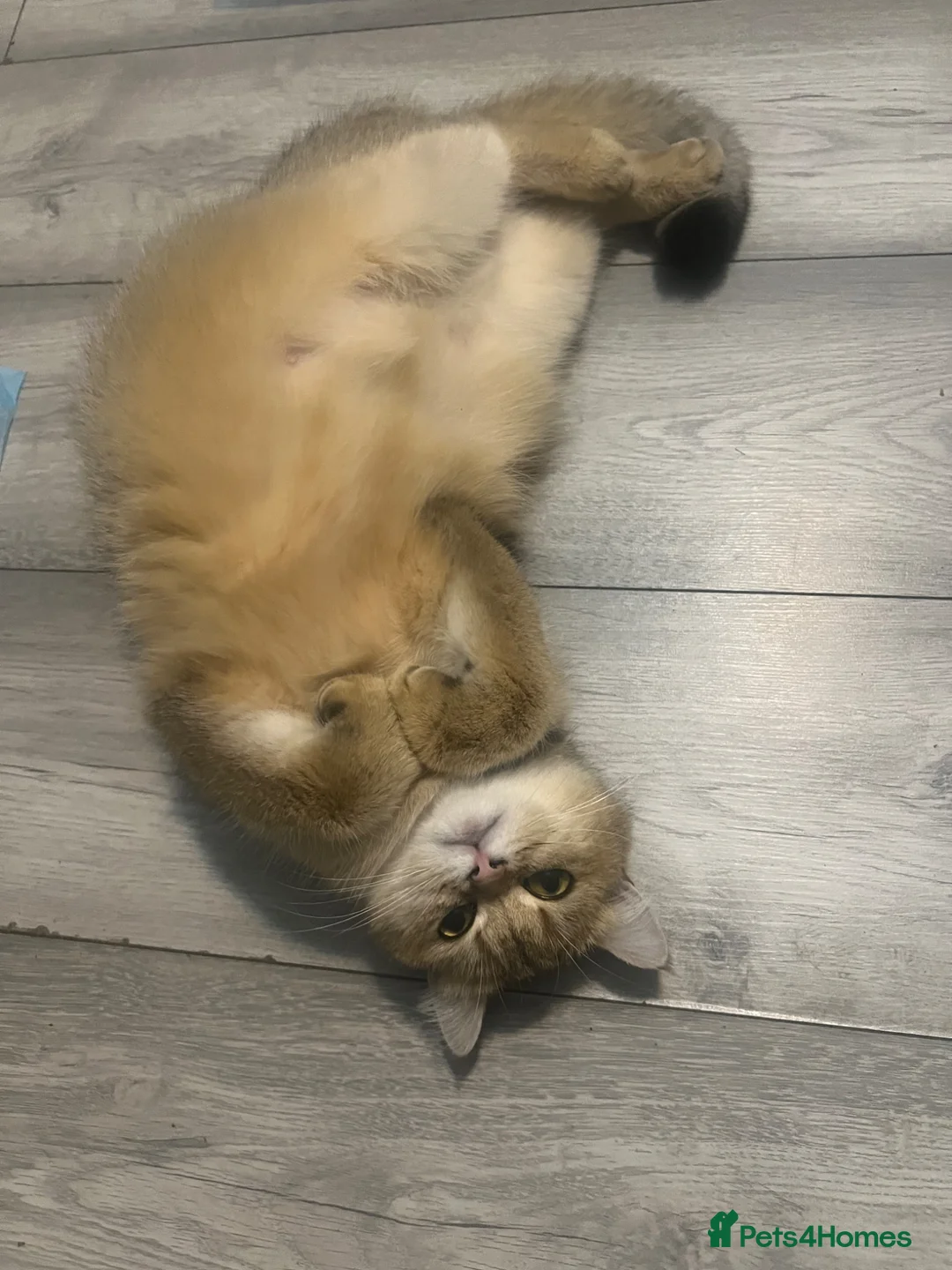 British Longhair cats for sale: ✨ STUNNING BRITISH LONGHAIR KITTENS – 5 AVAILABLE✨ - Advert 1