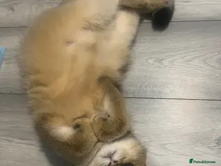 British Longhair cats ✨ STUNNING BRITISH LONGHAIR KITTENS – 5 AVAILABLE✨ - Advert 3