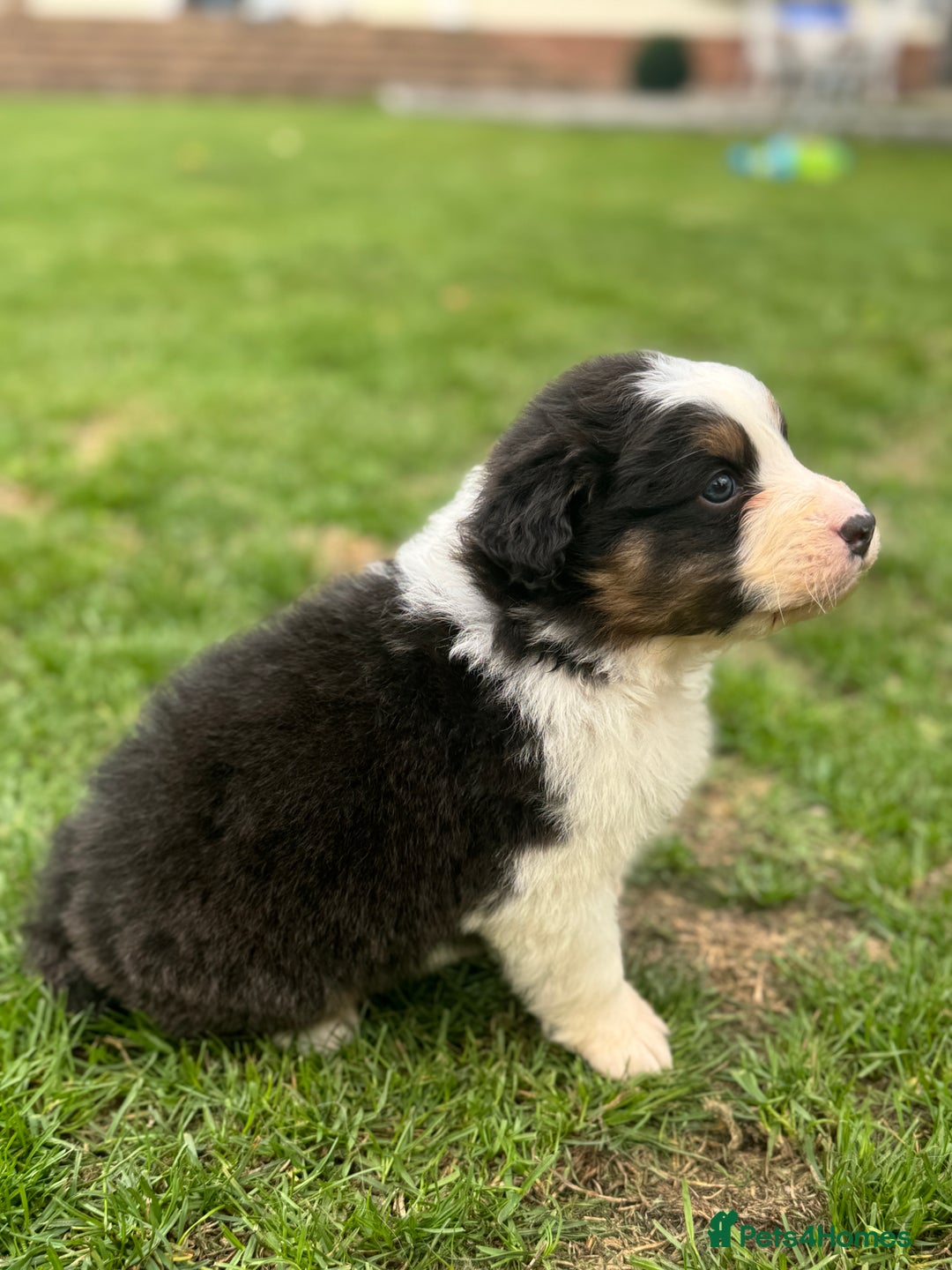 Australian Shepherd dogs for sale: 5 KC registered Australian Shepard puppies - Image 17