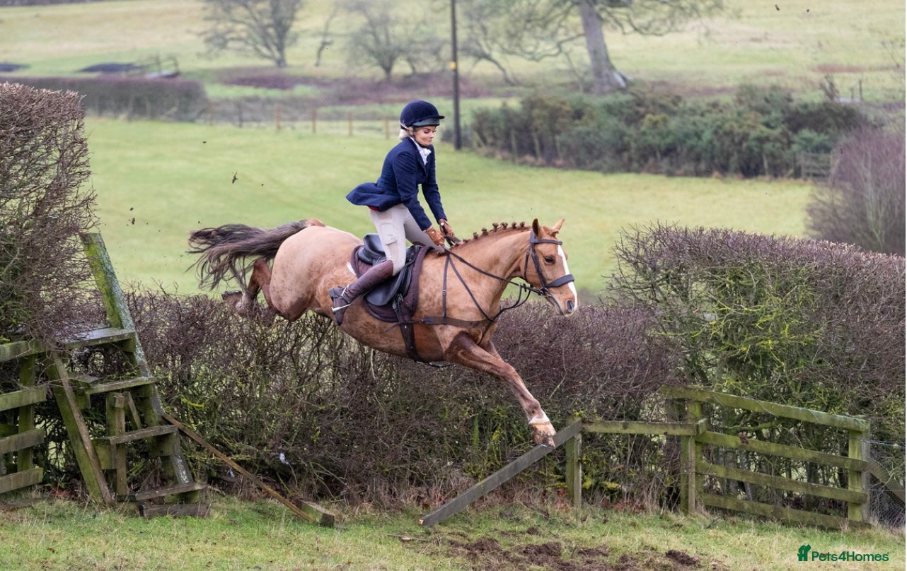 Welsh Section D horses 14.3/15hh allrounder gelding  in Rowlands Gill - Advert 1