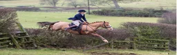 Welsh Section D horses for sale: 14.3/15hh allrounder gelding  in Rowlands Gill - Advert 1