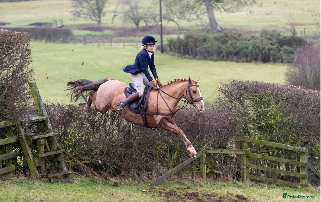 Welsh Section D horses for sale: 14.3/15hh allrounder gelding  in Rowlands Gill - Advert 1