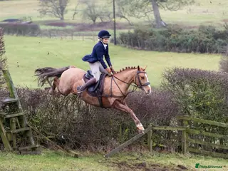 Welsh Section D horses 14.3/15hh allrounder gelding in Rowlands Gill - Advert 1