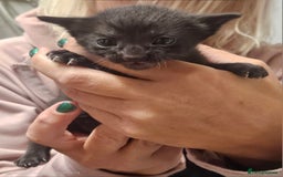 Oriental cats for sale: Oriental Mixed Breed - Image 4