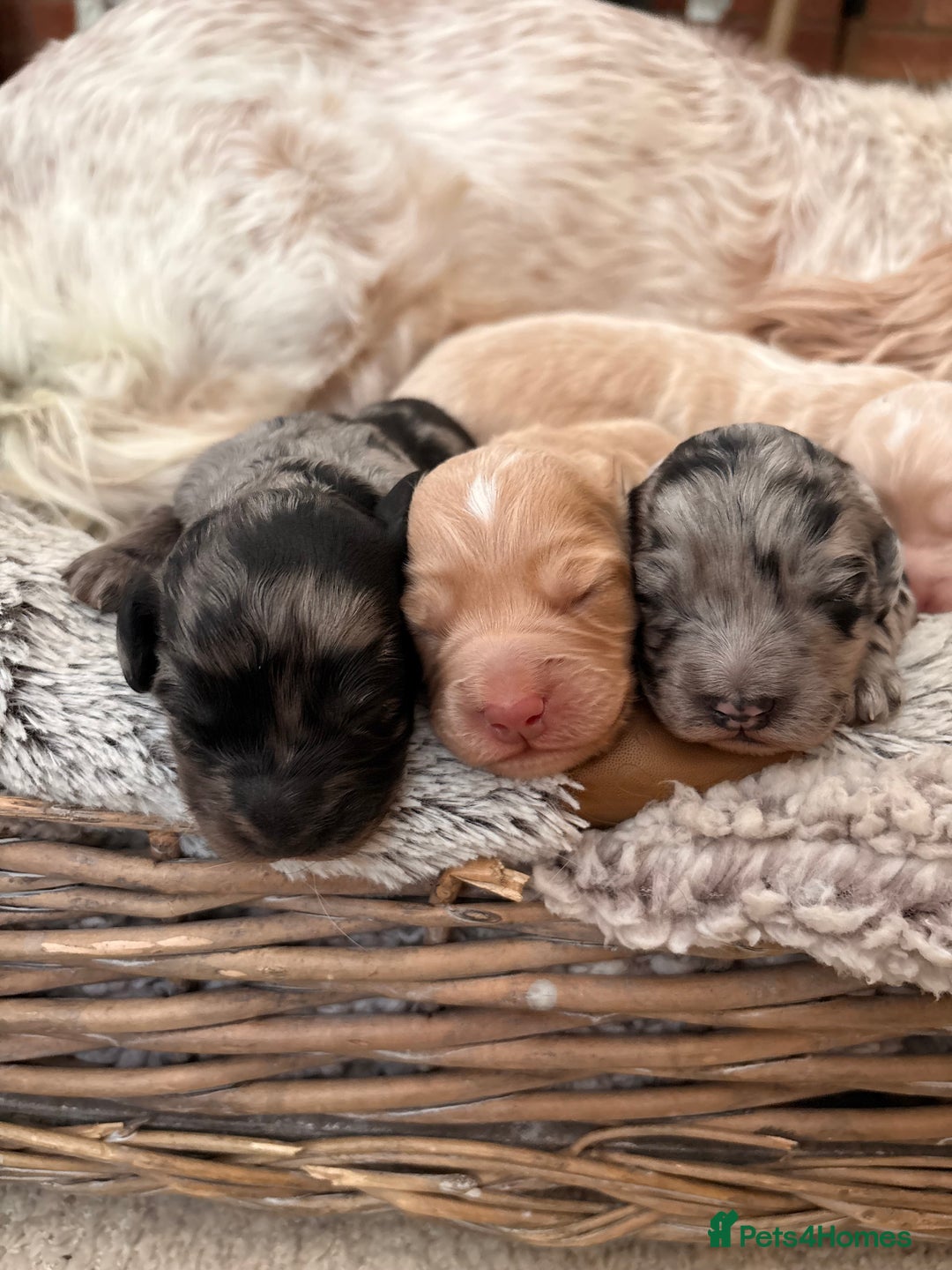 Cockapoo dogs for sale: Newborn F1 show miniature Cockapoo puppies - Advert 5