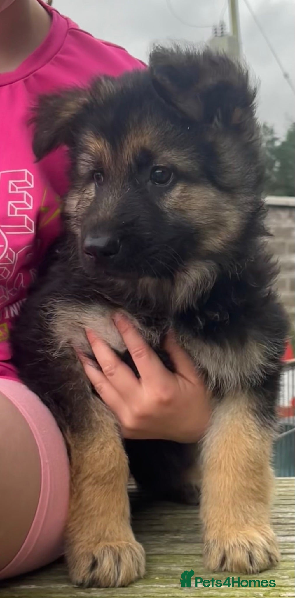 German Shepherd dogs German shepherd pups - Advert 3