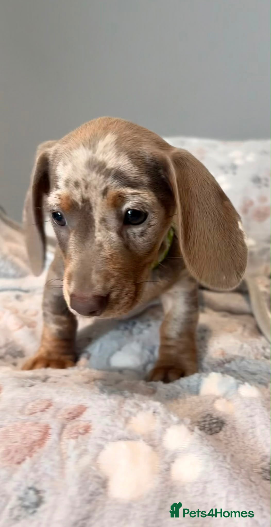Miniature Dachshund dogs KC MINIATURE DACHSHUNDS  - Advert 1