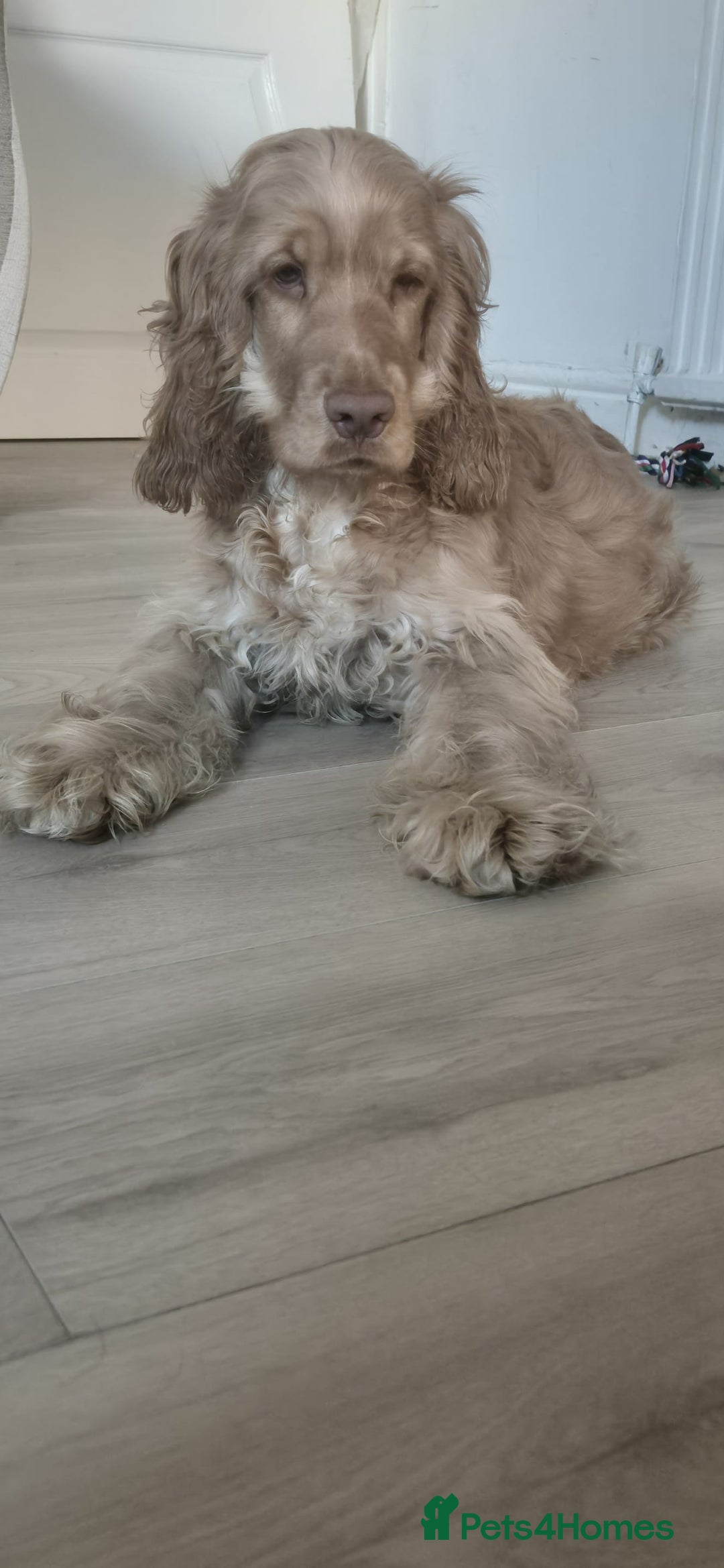 Cocker Spaniel dogs for sale: Cocker spaniel - Advert 2