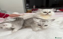 Persian cats for sale: Silver tipped chinchilla Persian/British shorthair - Image 7