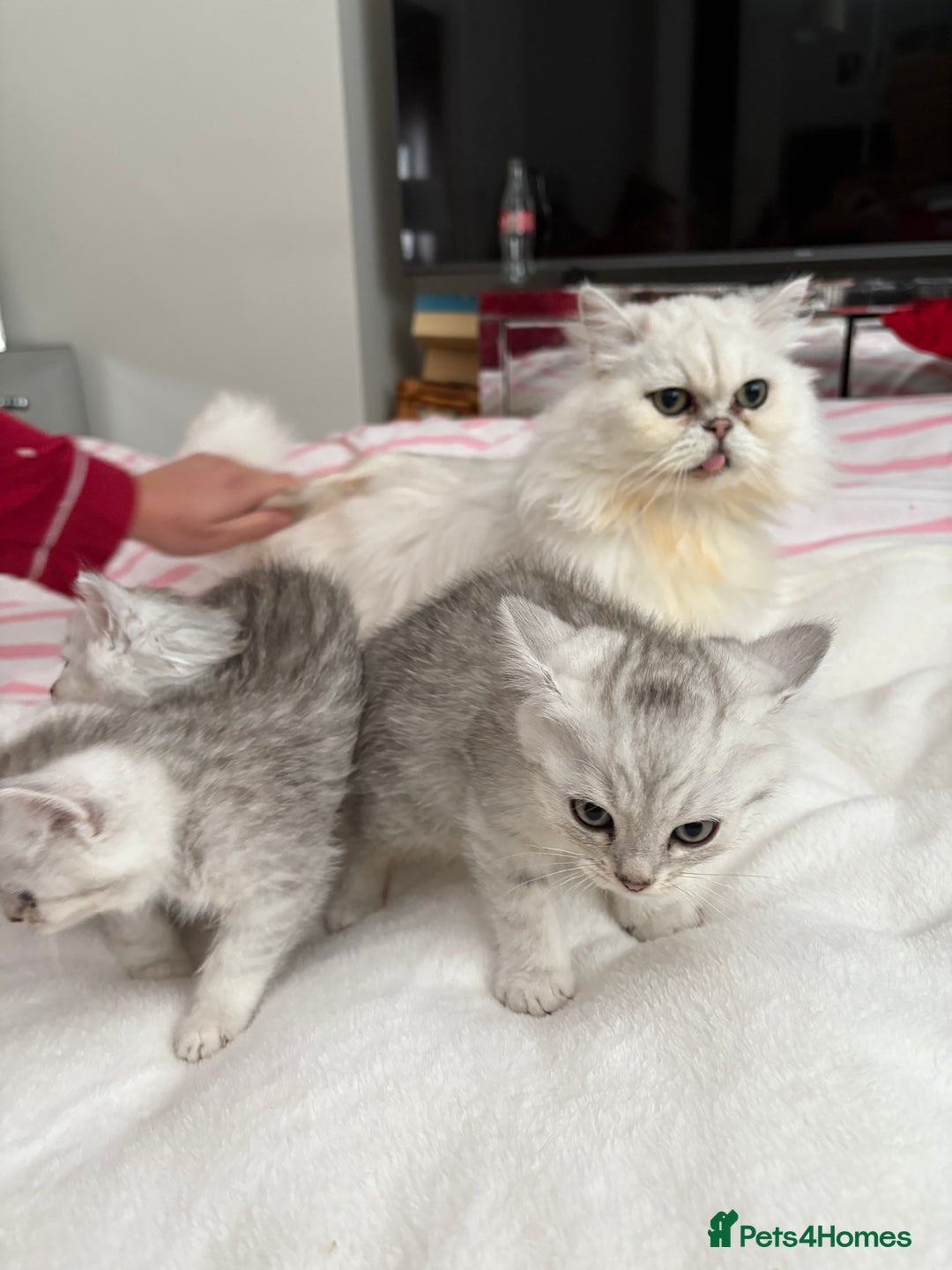 Persian cats for sale: Silver tipped chinchilla Persian/British shorthair - Image 7