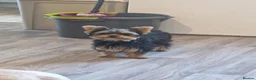 Yorkshire Terrier dogs for sale:  PETITE YORKSHIRE TERRIER GIRL – 5 MONTHS OLD  - Advert 12