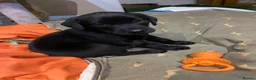 Labrador Retriever dogs for sale: Black Labrador Pups, KC Registered, 2 F, 1 M.  - Advert 9