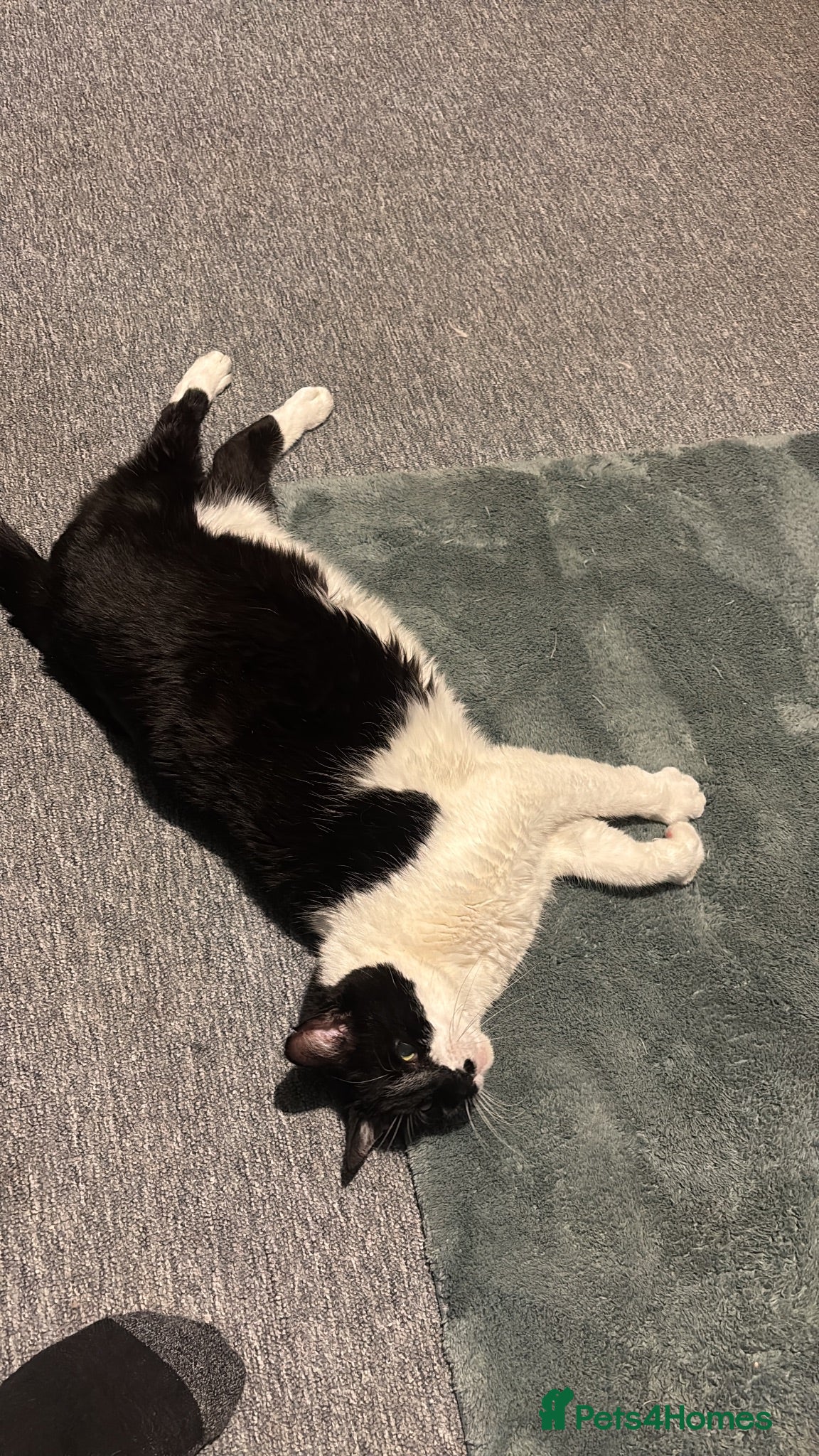 Mixed Breed cats Old fella looking for adoption  - Advert 3