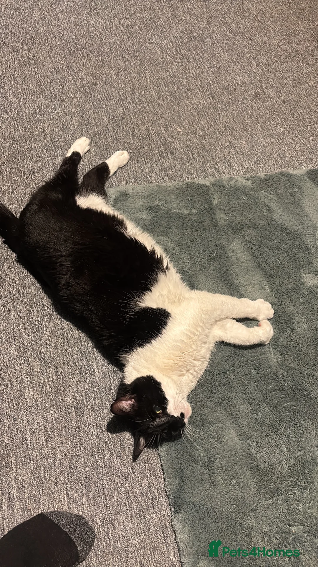 Mixed Breed cats for sale: Old fella looking for adoption  - Advert 1