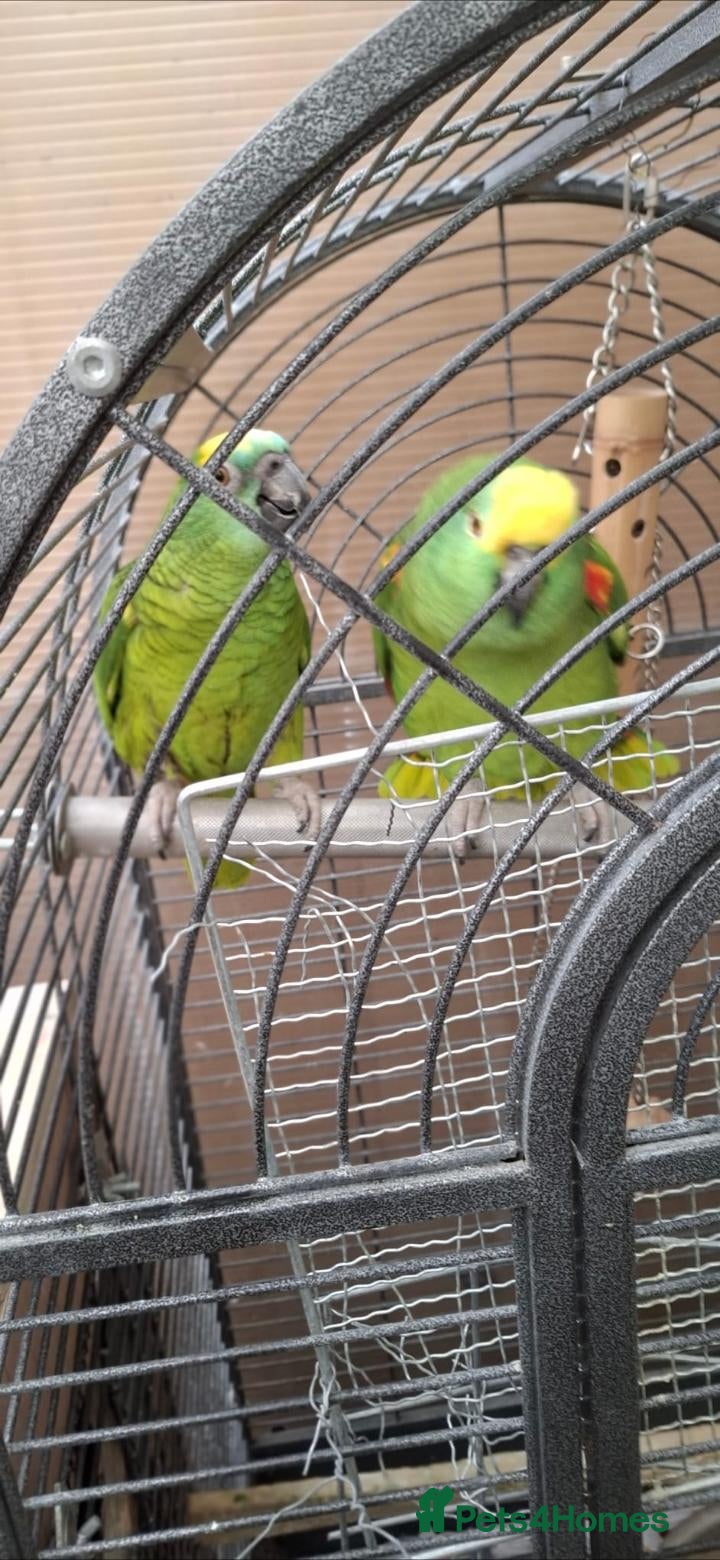Parrots birds Breeding pair amazon parrot  - Advert 17