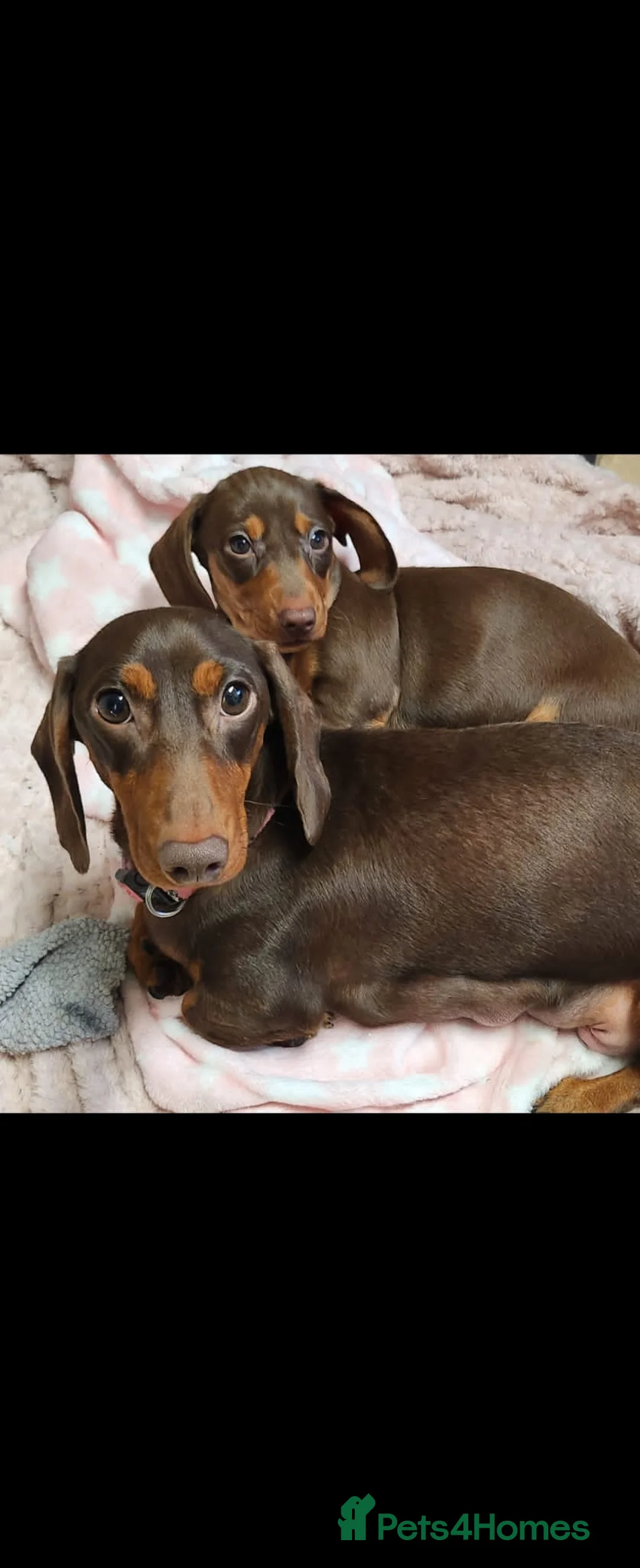 Miniature Dachshund dogs for sale: Choc and tan female  - Advert 2