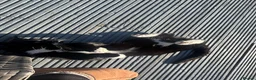 Mixed Breed dogs for sale: Felix in Cramlington - Advert 7