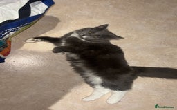 Ragdoll cats for sale: 1 ragdoll kitten & 1 black short hair  - Advert 7