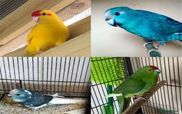 Parakeets birds for sale: Kakariki - Image 1