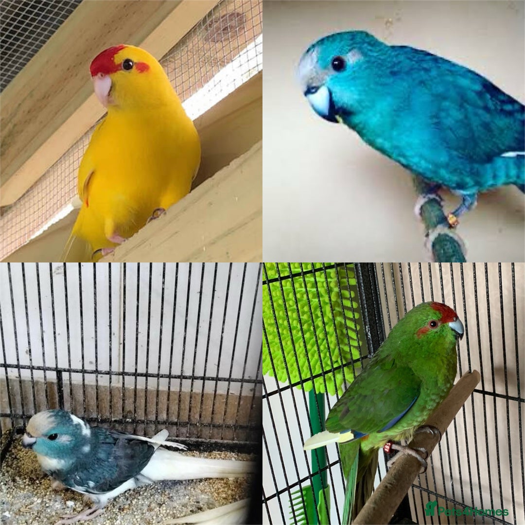 Parakeets birds for sale: Kakariki - Image 1