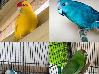 Parakeets birds - Advert 3