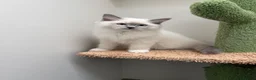 Ragdoll cats for sale: Last 2 STUNNING Ragdoll Kittens Remaining 😍 - Advert 12