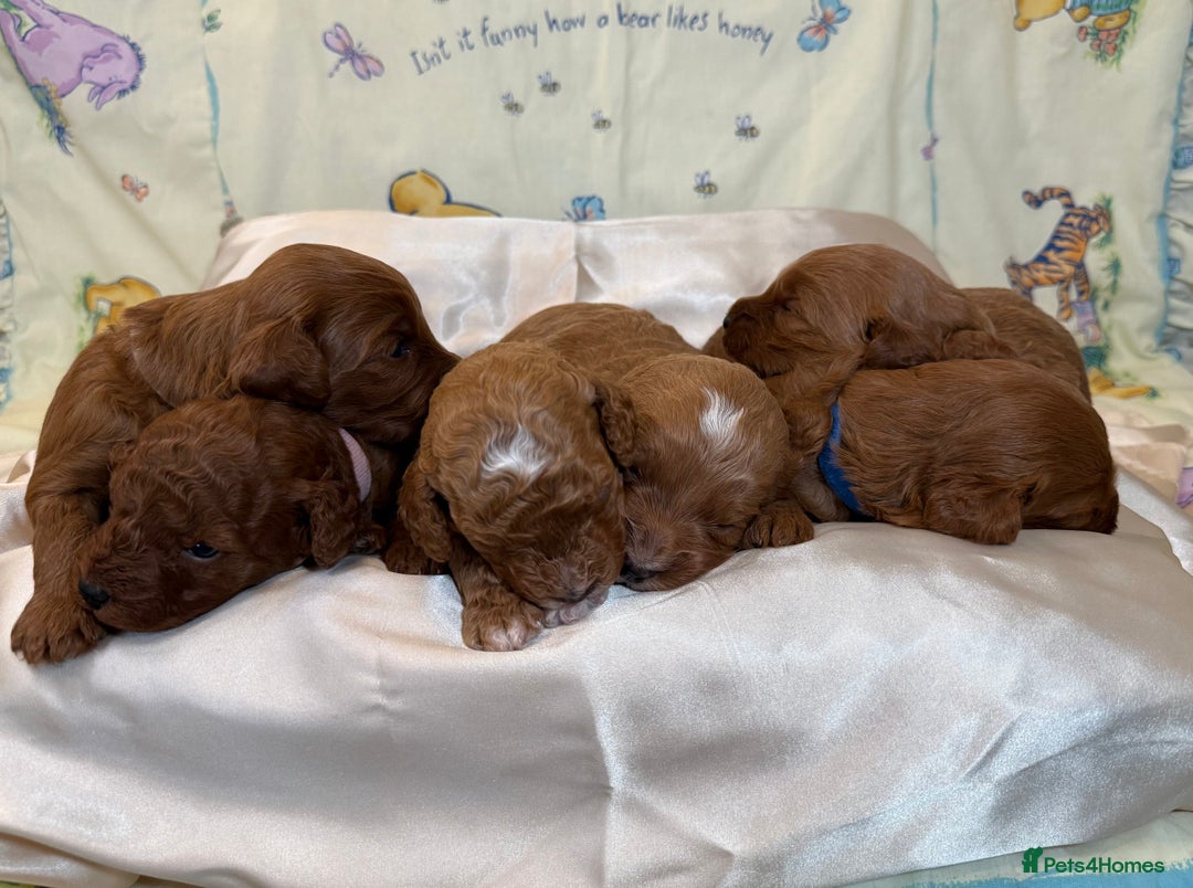 Cavapoo dogs for sale: 6 Cute Cavapoo puppies 6 - ready for homes in feb  - Advert 33