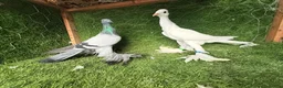 Pigeons birds for sale: Premium Breeding Pigeons Top Quality Pairs Availab - Advert 13