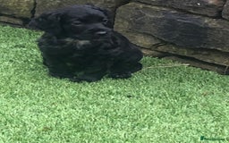 Cockapoo dogs for sale: F1 cockapoo puppies registered breeder - Image 4