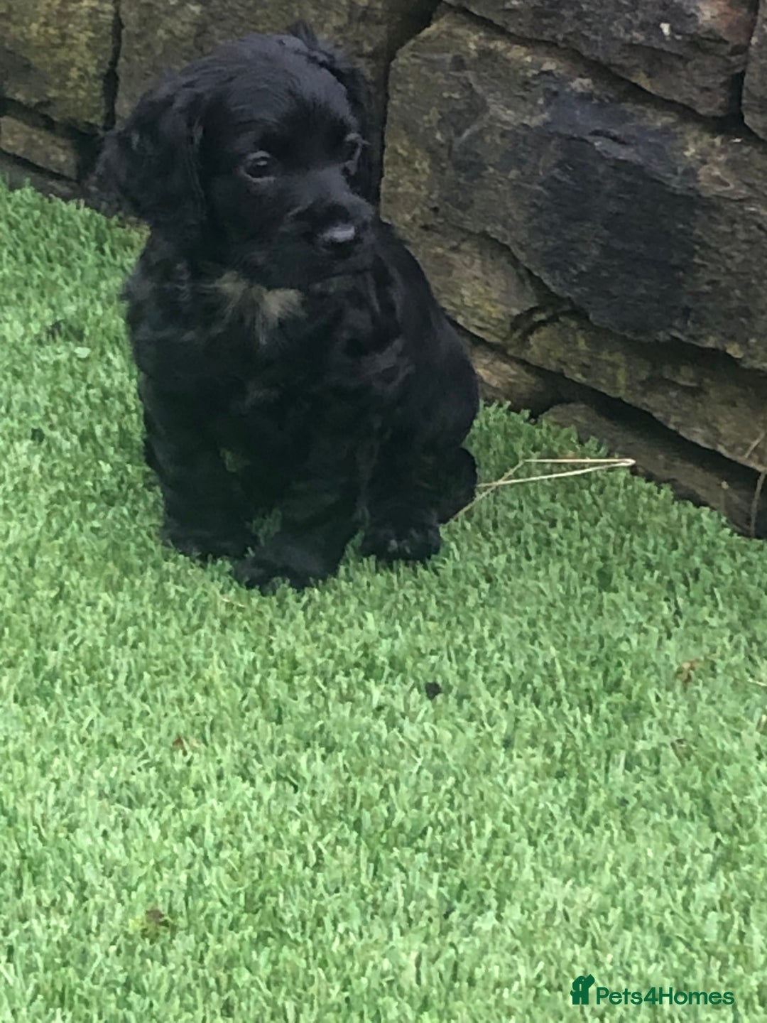 Cockapoo dogs for sale: F1 cockapoo puppies registered breeder - Image 4