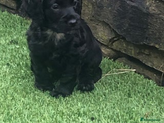 Cockapoo dogs - Advert 4