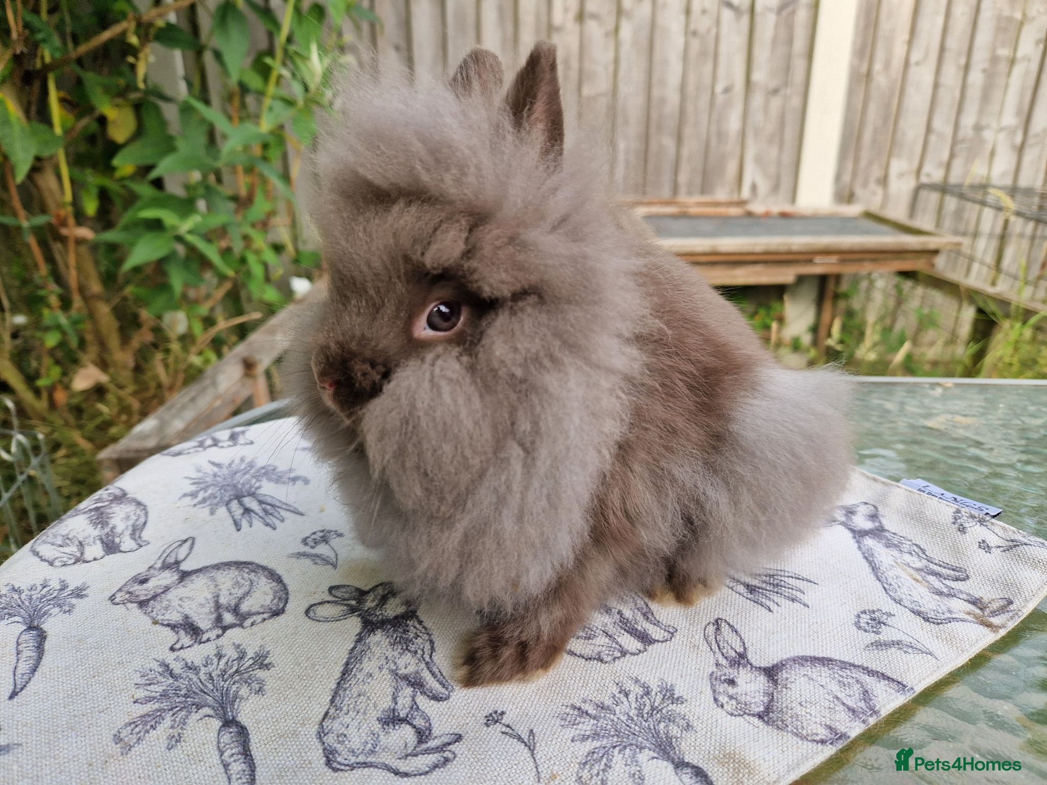 Lionhead rabbits READY NOW Purebred Lionhead Baby Rabbits - Advert 1