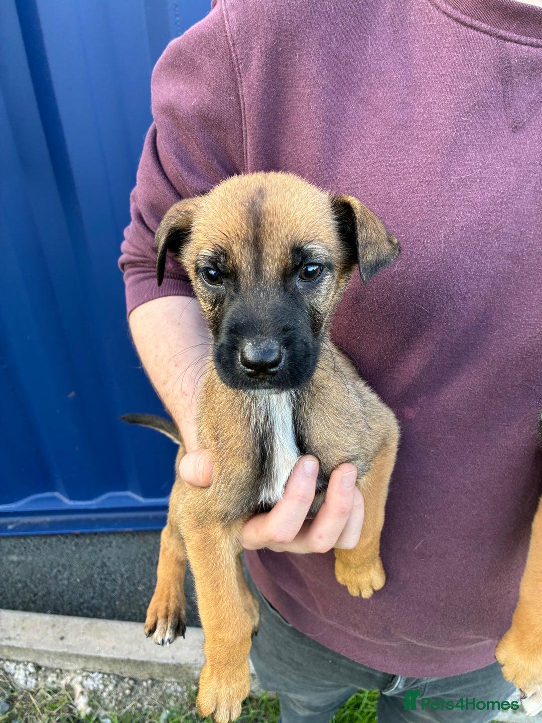 German Shepherd dogs for sale: Belgian Malinois  - Image 16