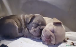 French Bulldog dogs for sale: Beautiful fluffy 🪢🪢frenchies - Image 8
