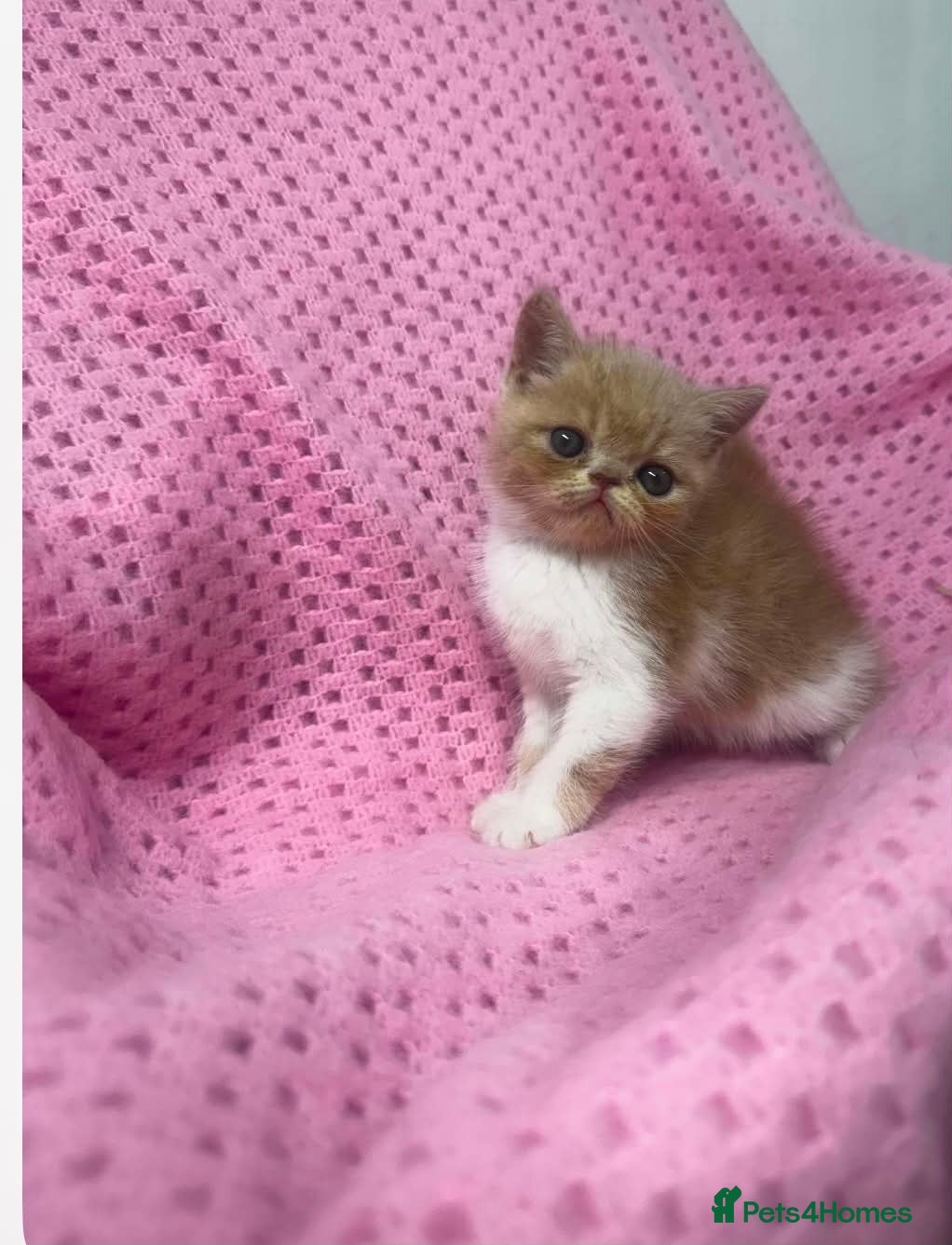 Exotic cats Chunky exotic female kitten - Advert 2
