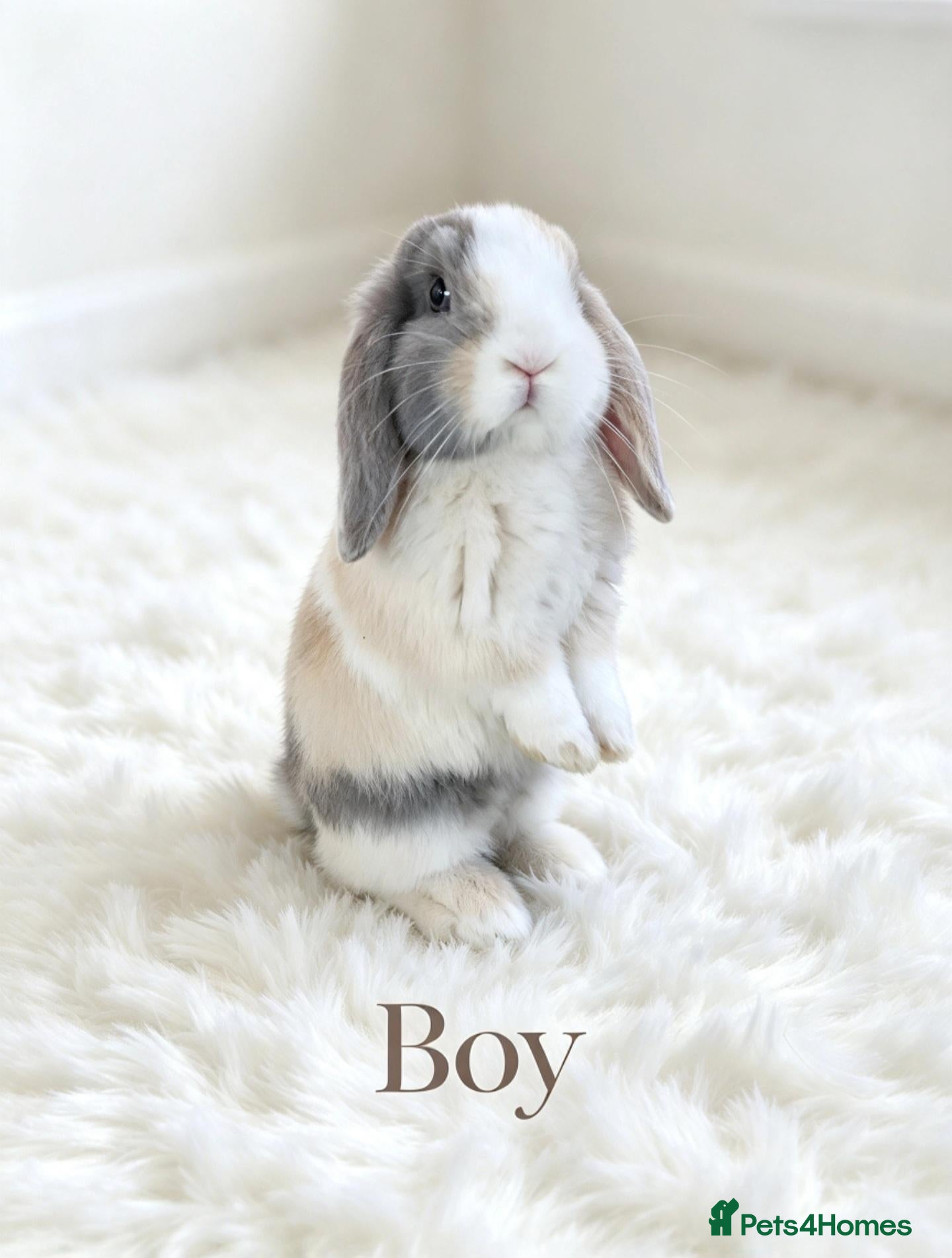 Mini Lop rabbits 4 adorable bunnies  - Advert 1