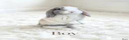 Mini Lop rabbits for sale: 4 adorable bunnies  - Advert 1
