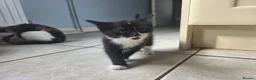 Mixed Breed cats for sale: Kittens - Advert 1