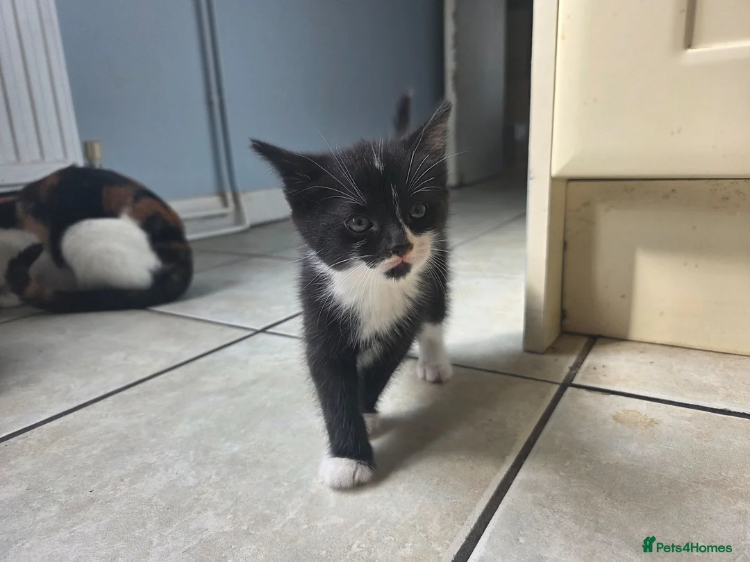 Mixed Breed cats for sale: Kittens - Advert 1