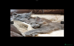 Maine Coon cats for sale: Black/Blue Smoke Maine Coon - Image 6